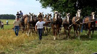 Amish 12 Horse Hitch Pulling a 4 Bottom Plow