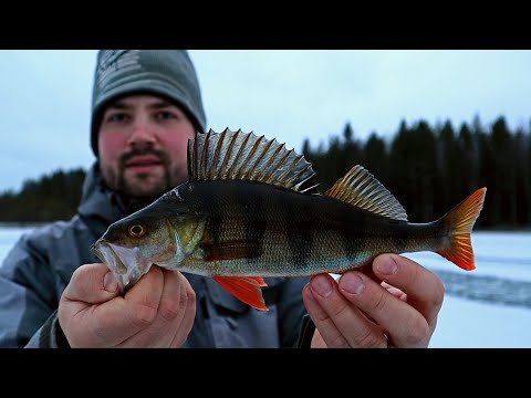 TALVEN EKA PILKKIREISSU - AHVENTA METSÄJÄRVELTÄ
