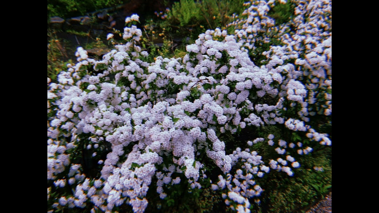 【弾き語り】メルト / ryo (supercell) (cover)