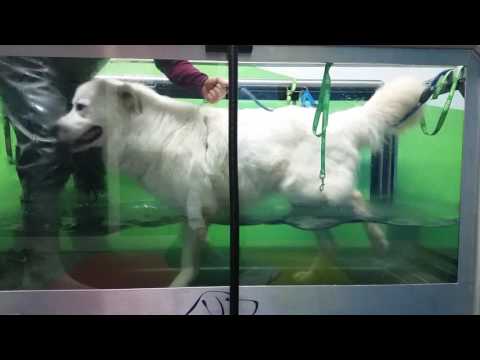 Mal di schiena gel Fastum Sitel solista per il video della colonna vertebrale cervicale