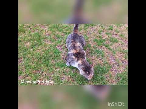 Meesha the pretty cat playing 👏👏👏❤️