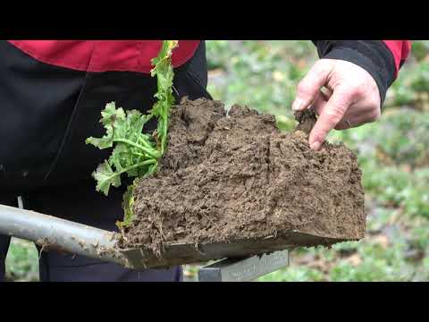 Raps – blau wie ein Silvesterkarpfen