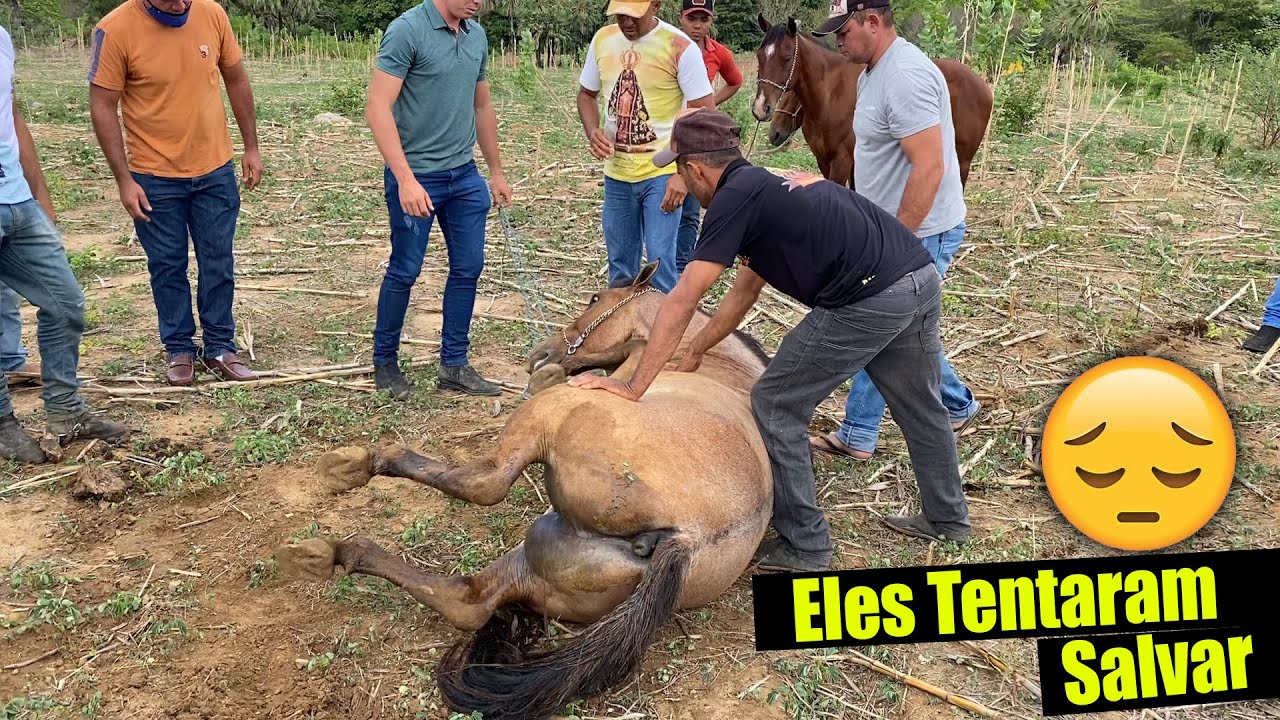 Watch Now Tentativa de salvar um Cavalo com Cólica Tentativa de salvar um Cavalo com Cólica