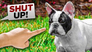 5 Things You Cannot Say To a French Bulldog