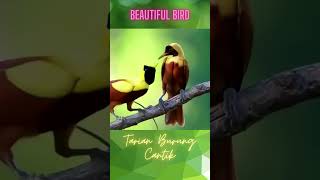 Download lagu Waw, Lucu Banget Burung ini mp3