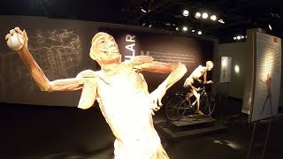 Bodies Exhibit at Luxor Hotel & Casino in Las Vegas 2020