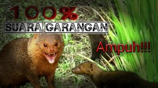 Download lagu SUARA  GARANGAN ⭕pikat terbaik sepanjang masa mp3