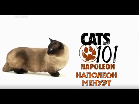 Кошка наполеон (менуэт) 101kote.ru Napoleon cat minuet 101cats