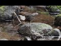 Dipper In Devon Slow Motion
