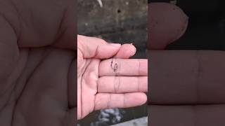 Download lagu Tips Mancing ikan betok #fishing #ikan #mancing mp3