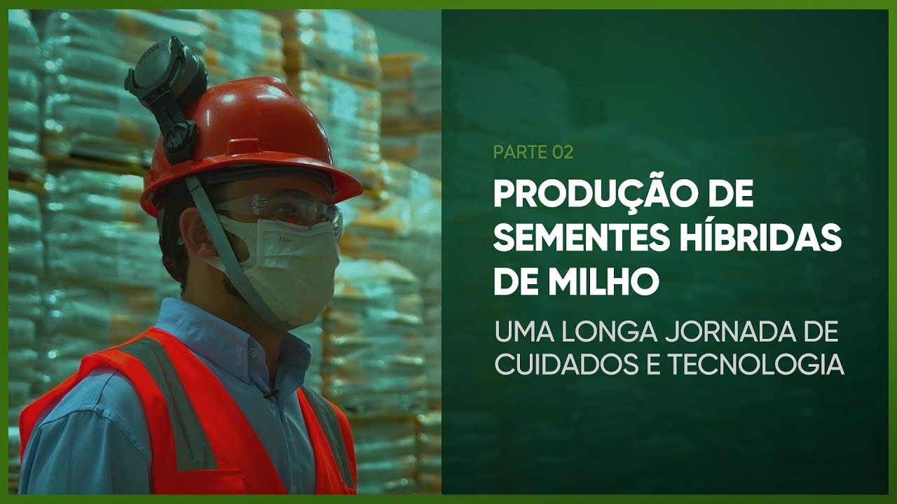 PRODUÇÃO DE SEMENTES HÍBRIDAS DE MILHO - PARTE 2 - PROGRAMA #33 - AGRO EM FOCO TV DIGITAL