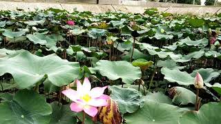 preview picture of video 'Sarva Lotus Pond'