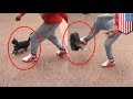 Man kicks cat video: Jerk who punts cute kitty in.