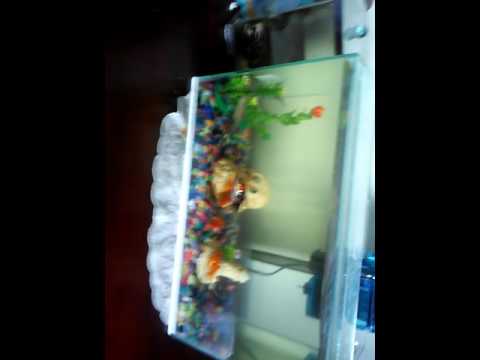 MEU NOVO AQUARIO COM KINGUIO E CORIDORA