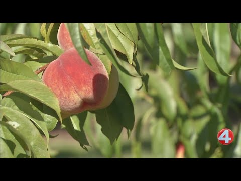Peach Festival to celebrate local farms
