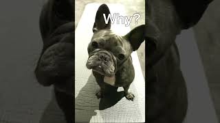 なんで？を繰り返す可愛いフレブル #shorts