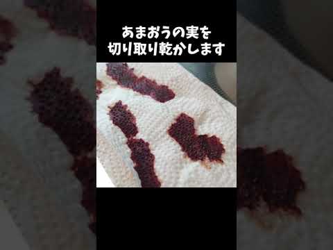 イチゴの植え方