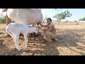Viral Deshi Cow Milk Making Vlog