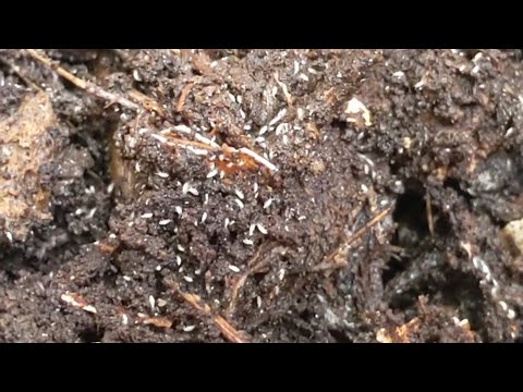 A million tiny white bugs covering the entire surface of compost.  Springtails.