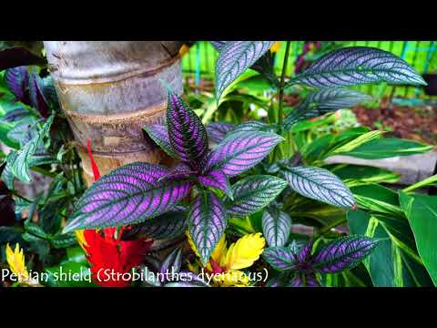 download lagu mp3 mp4 Persian Shield Flower, download lagu Persian Shield Flower gratis, unduh video klip Persian Shield Flower
