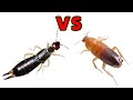 Earwig VS Cockroach, Insect Battle