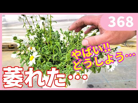 イバラを破壊するにはどうすればよいですか？イバラに対して塩をかけるのは「はい」ですか、「いいえ」ですか？永続的な結果を得るには何に賭けるべきでしょうか?  庭園