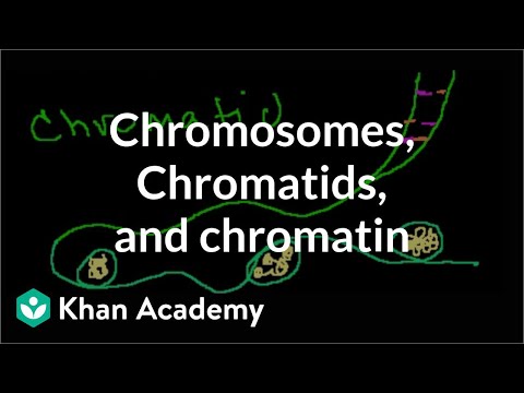 DNA: Chromosomes, Chromatides, Chromatin, etc.