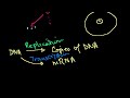 Chromosomes, Chromatids, Chromatin Video Tutorial