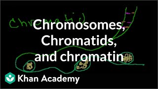 Chromosomes, Chromatids, Chromatin, etc.