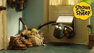 Sneaky Sheep🐑 Shaun the Sheep 🐑 - Cartoons for Kids 🐑 Full Episodes Compilation [1 hour]