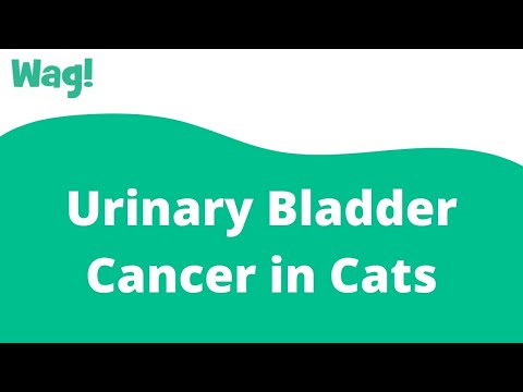 Urinary Bladder Cancer in Cats | Wag!