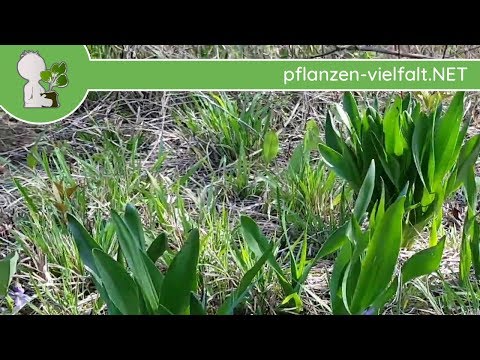 Herbstzeitlose - Grün auf Wiese - 11.04.18 - Wildpflanzen-Bestimmung