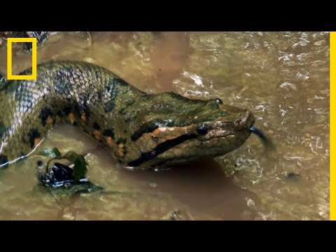 The impressive green anaconda, the largest snake on the planet