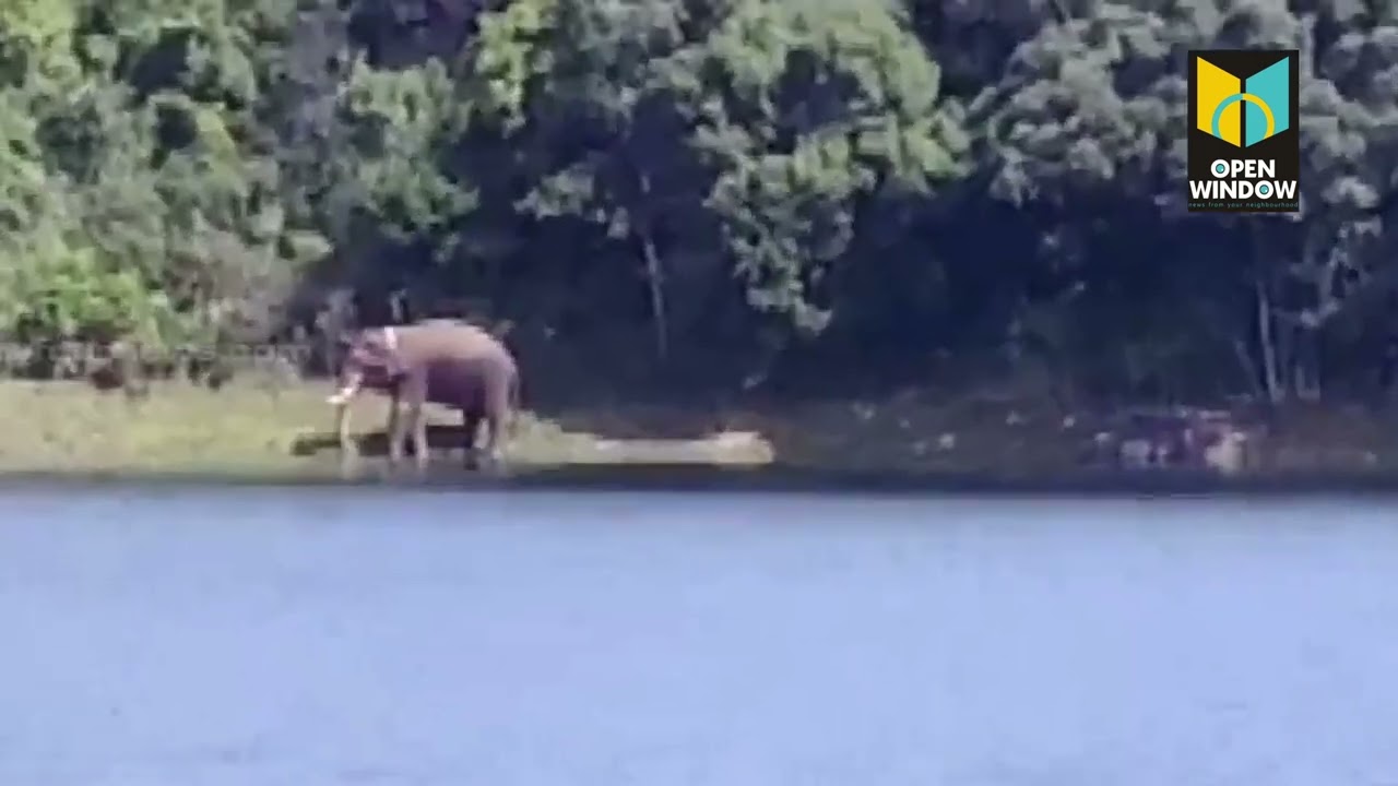 അരിക്കൊമ്പൻ തമിഴ്നാട് മുത്തുകുളി വനമേഖലയിലെ തടാക തീരത്ത്