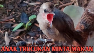 Download lagu Suara anakan trucukan minta makan untuk pikat dan pancingan trucukan mp3 Download lagu Suara anakan trucukan minta makan untuk pikat dan pancingan trucukan mp3