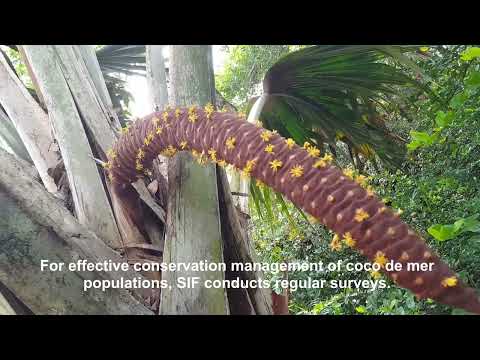 Our flagship species: The coco de mer