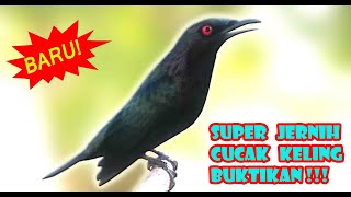 Download lagu MASTERAN UNIK BURUNG CUCAK KELING GACOR JERNIH mp3