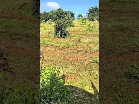 Perseguição entre pássaro