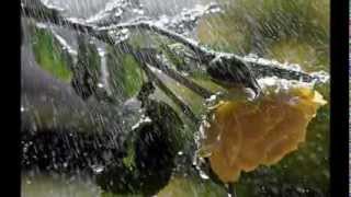 Riccardo Cocciante - IT'S RAINING (Piove)