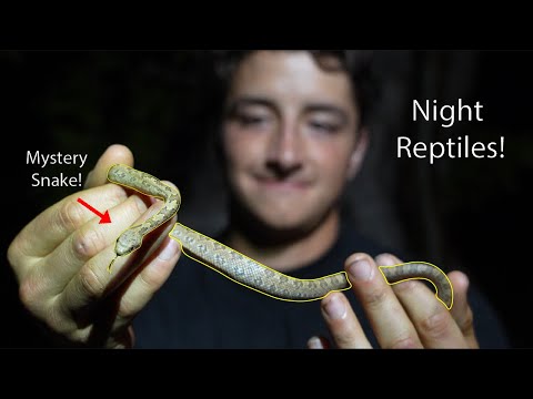 Nocturnal Florida Animals