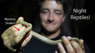 Searching For Nocturnal Reptiles in Florida!