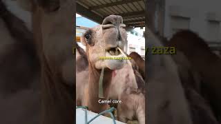 Camel core. 🐪🐪 #camel #funny