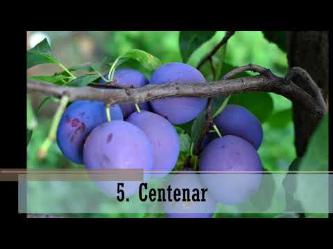 , title : 'PRUNE 9 soiuri de prune populare pe care le puteti planta in gradina Livada Bio'