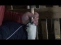 Foie gras du Sud-Ouest : enqu��te dans des salles de.