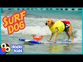 Puppy Grows Up To Be A SURFING DOG Adventure Animals Dodo Kids