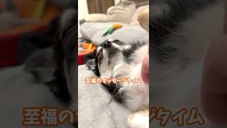 犬、至福のマッサージタイム。  #犬との暮らし #chihuahua #dog