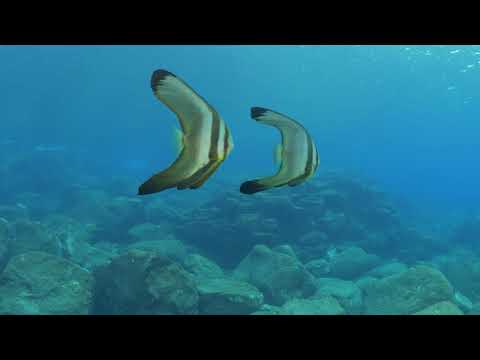 TOKYO PEACE TREASURE ISLANDS   HACHIJOJIMA   4k