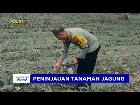 POLRES KEPULAUAN SANGIHE TINJAU LOKASI KETAHANAN PANGAN