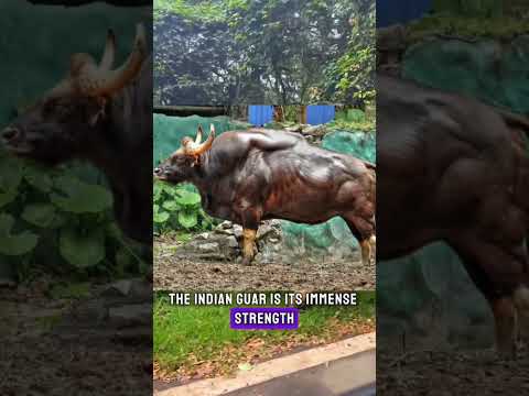 The mighty strength of the Indian Gaur! #shorts