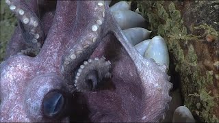 Okeanos Explorer Alaska - Octopuses., moms, eggs and babies! Or toddlers. 😉